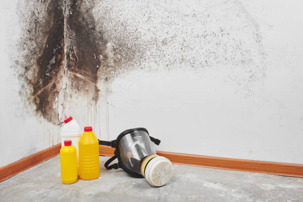 Best Crawl Space Mold Removal  in Quincy, FL