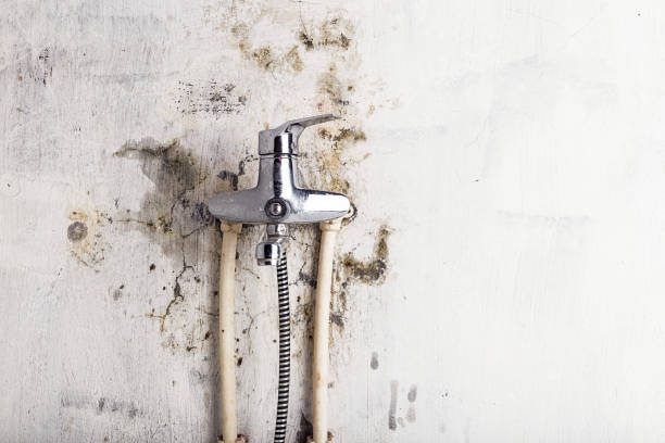 Best Fast Mold Removal  in Quincy, FL