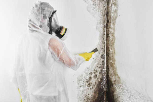 Best Local Mold Removal Service  in Quincy, FL