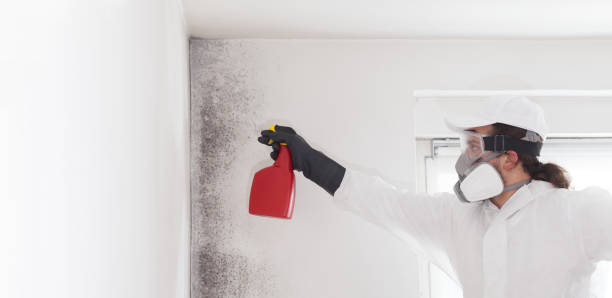 Best Emergency Mold Removal  in Quincy, FL