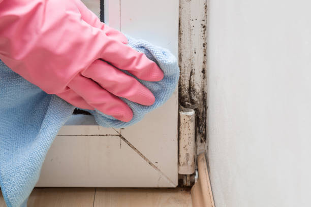 Best Commercial Mold Removal  in Quincy, FL