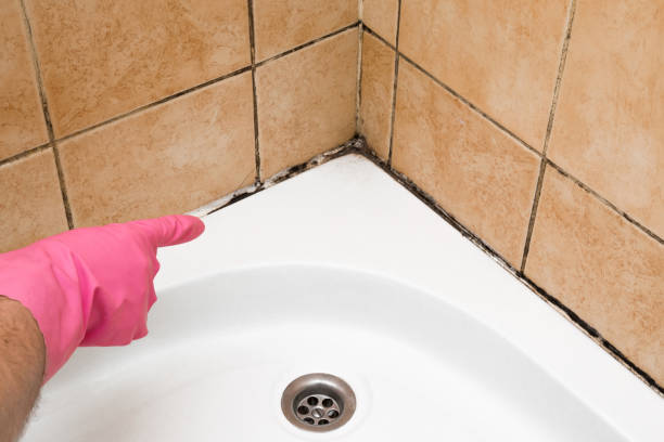 Best Mold Remediation  in Quincy, FL